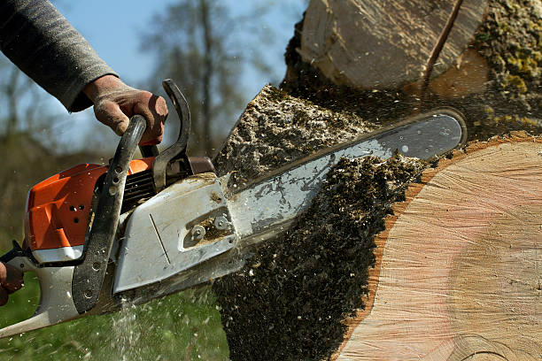 Emergency Storm Tree Removal in Hugo, OK